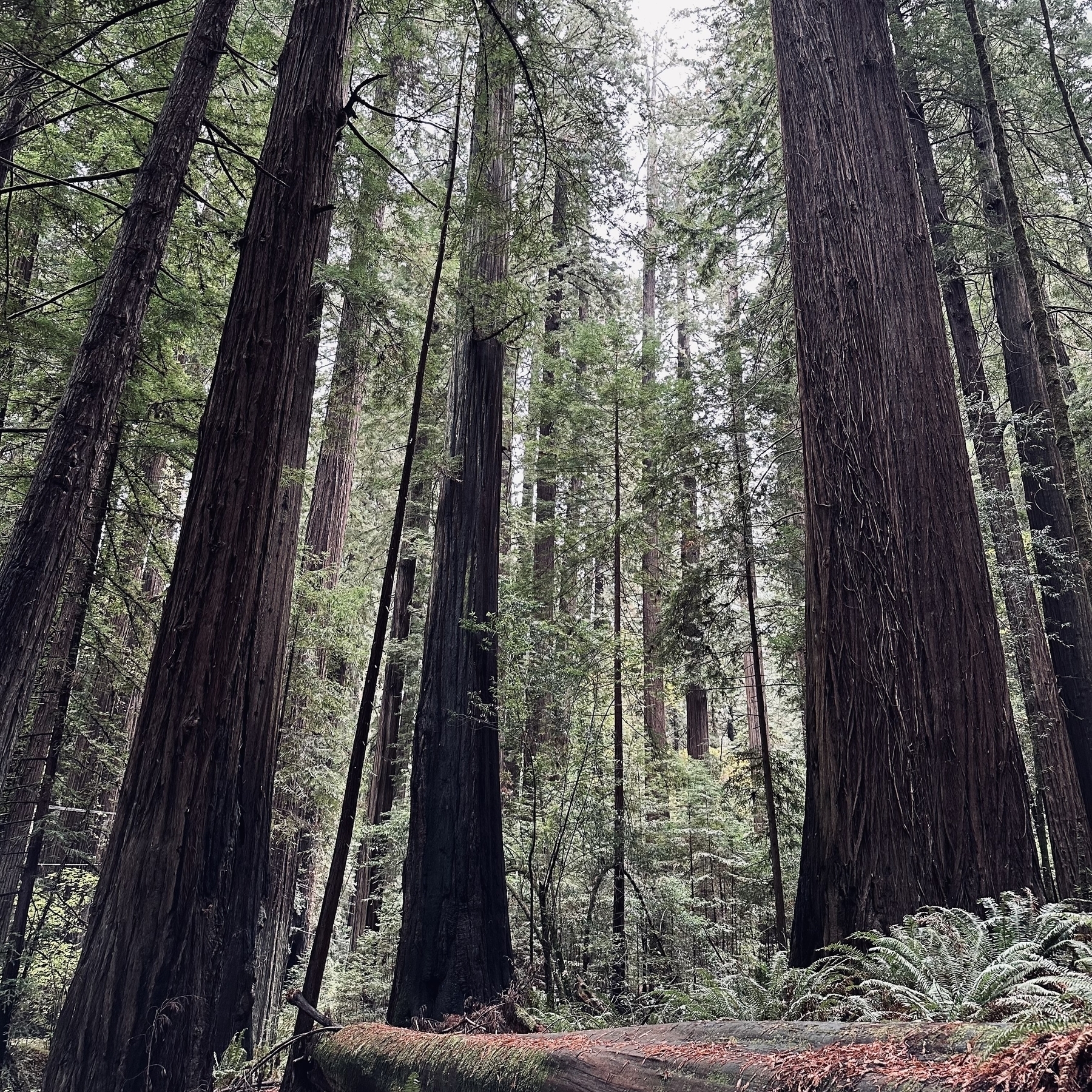 Redwoods.